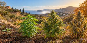 Calendario de cultivo de marihuana en España mes a mes