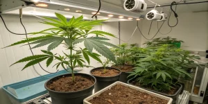 Cómo eliminar el olor de un cultivo de marihuana