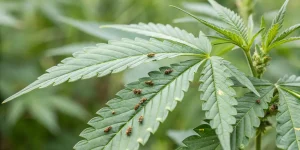 Acaricidas para cannabis: qué producto elegir según la plaga 