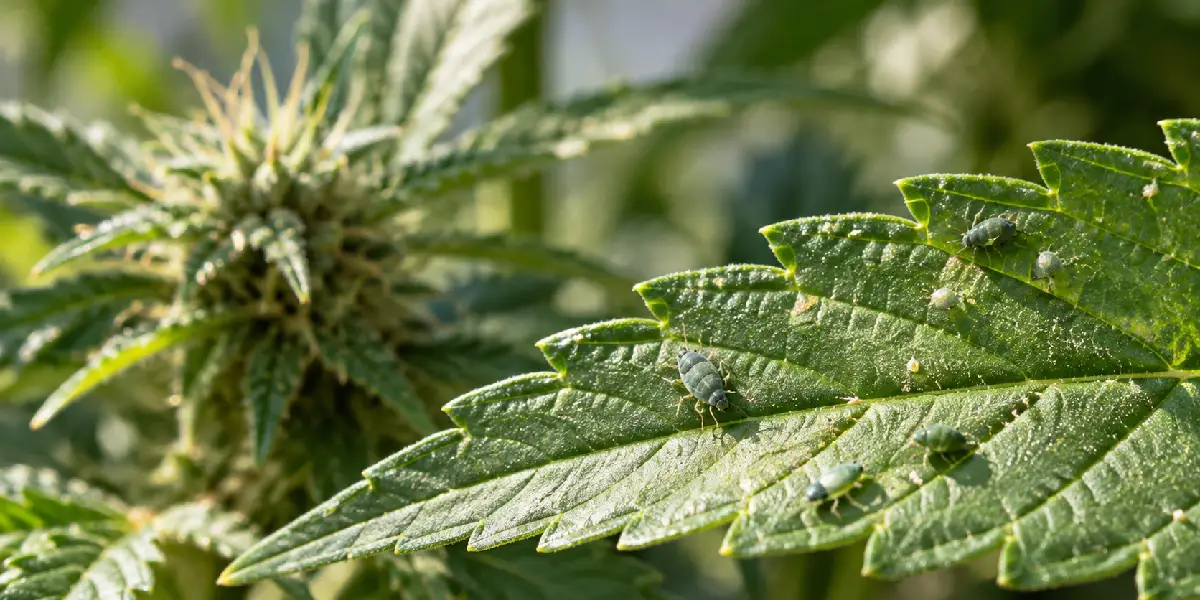 Insectos beneficiosos utilizados para el control biológico de pulgones en cannabis