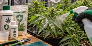 Guía de tratamiento con fungicidas para cannabis paso a paso 