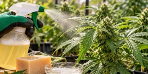 Jabón potásico para el cannabis: dosis, usos y cuándo aplicarlo 